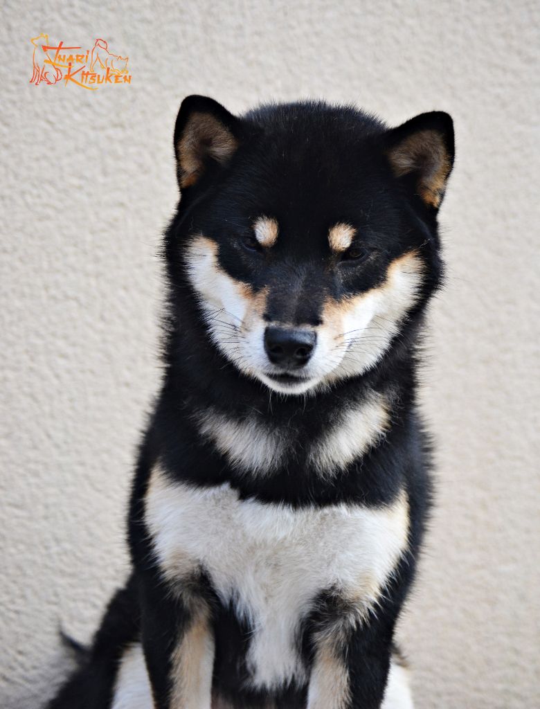 Unmei no satoru Go Inari Kitsuken