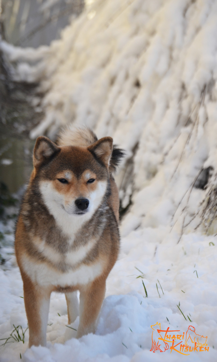 Rakuen no yume Go Inari Kitsuken