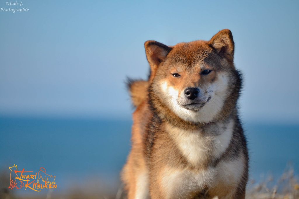 Rakuen no yume Go Inari Kitsuken