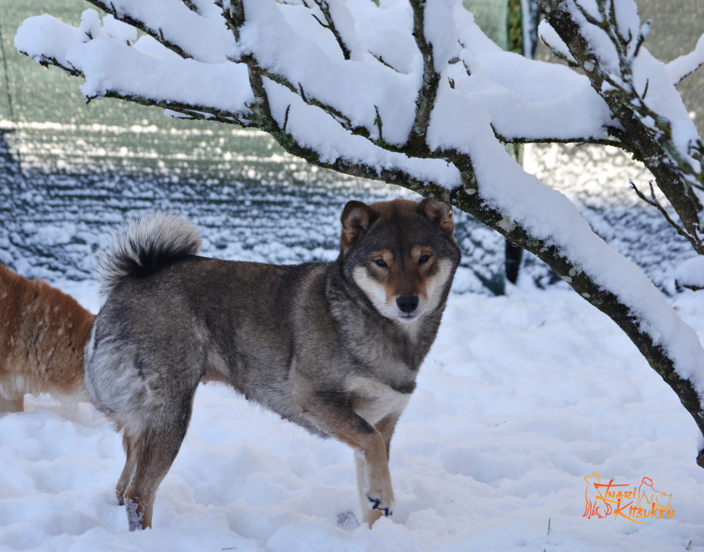 Tokubetsuna ame De Trotapel