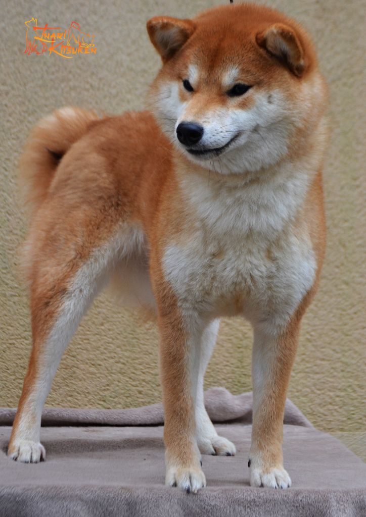 Velvet amaterasu Go Inari Kitsuken