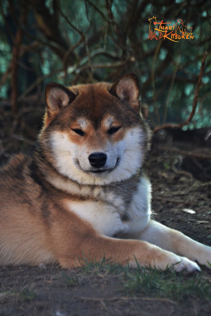 Velvet hiro Go Inari Kitsuken