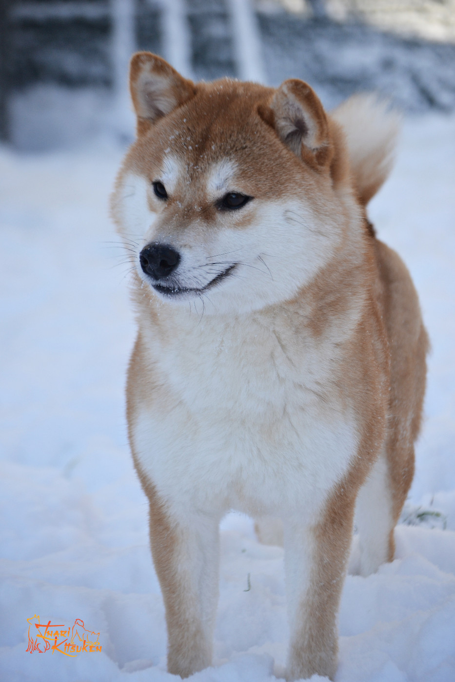 Velvet amaterasu Go Inari Kitsuken