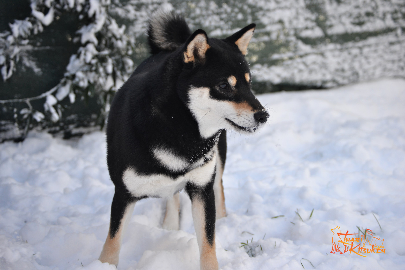 Vulpecula shiratori Go Inari Kitsuken