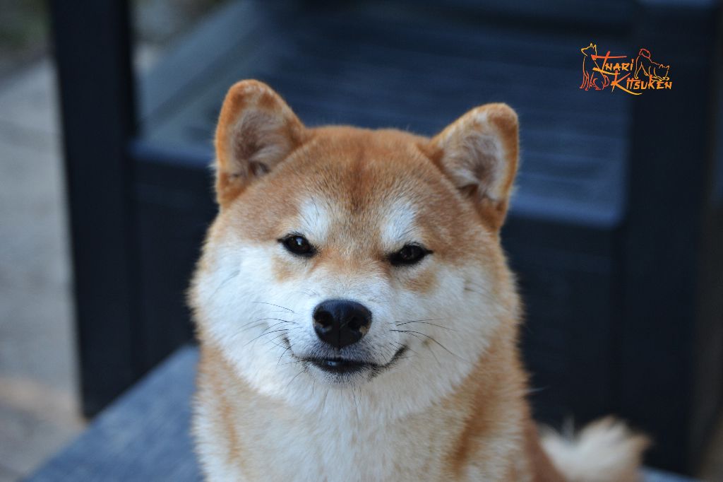 Velvet amaterasu Go Inari Kitsuken