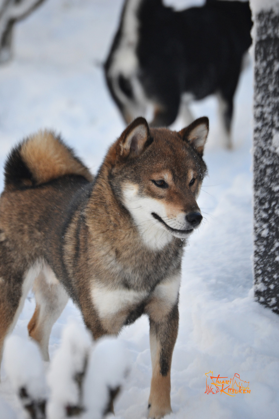Eien no hinoko gold sakura