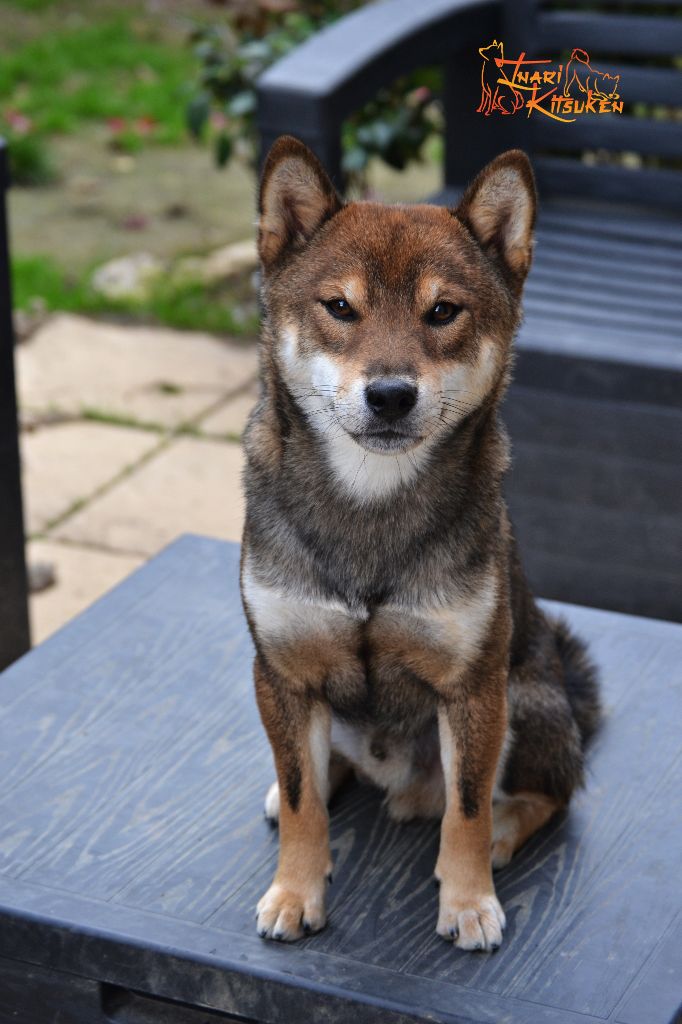 Eien no hinoko gold sakura