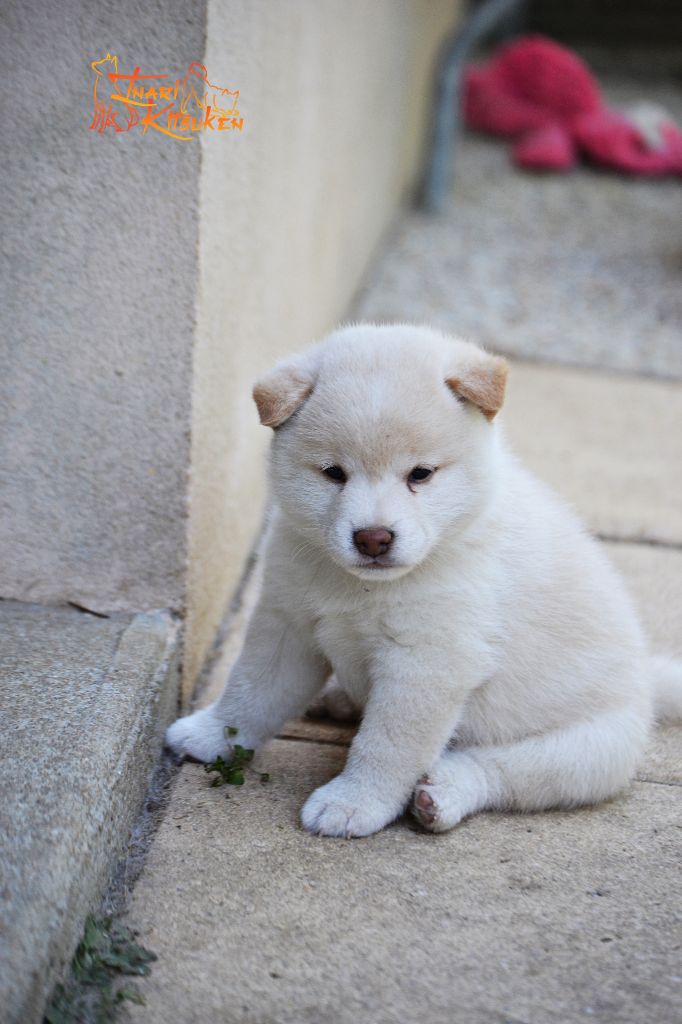 Go Inari Kitsuken - Chiots disponibles - Shiba