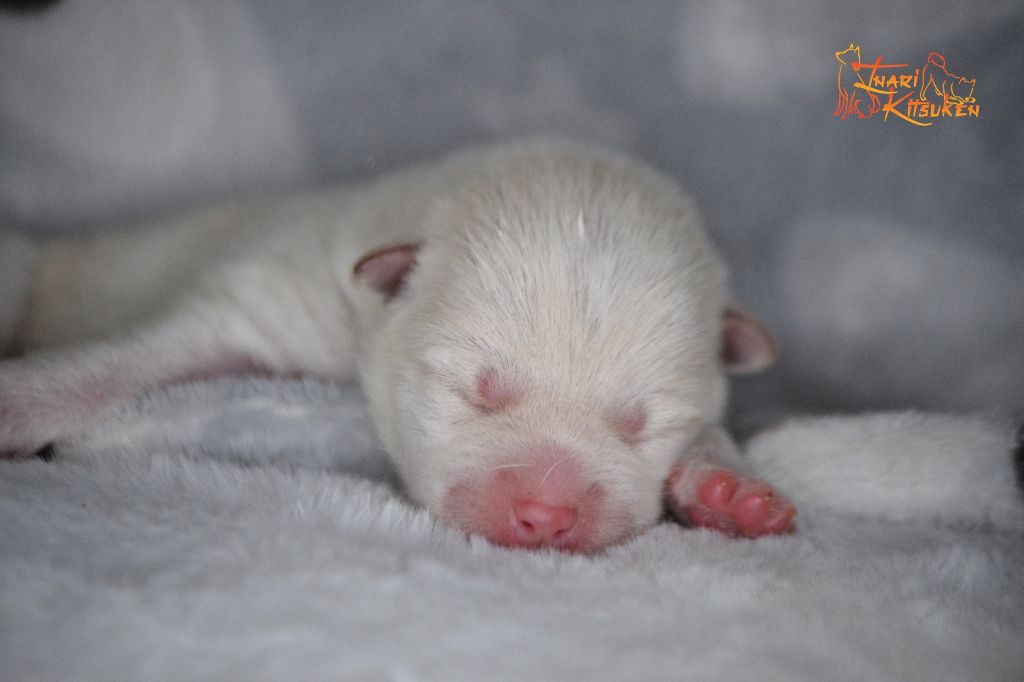 Go Inari Kitsuken - Chiots disponibles - Shiba