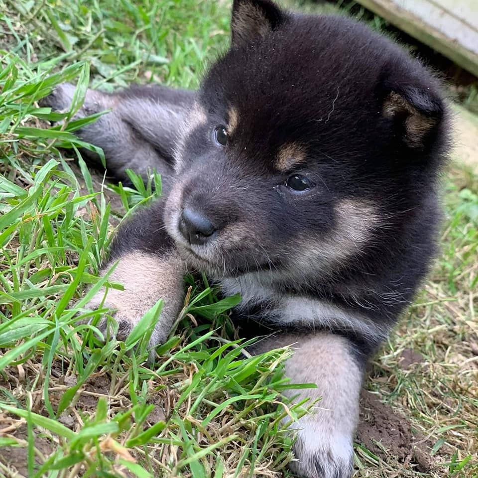 Go Inari Kitsuken - Shiba - Portée née le 17/02/2020