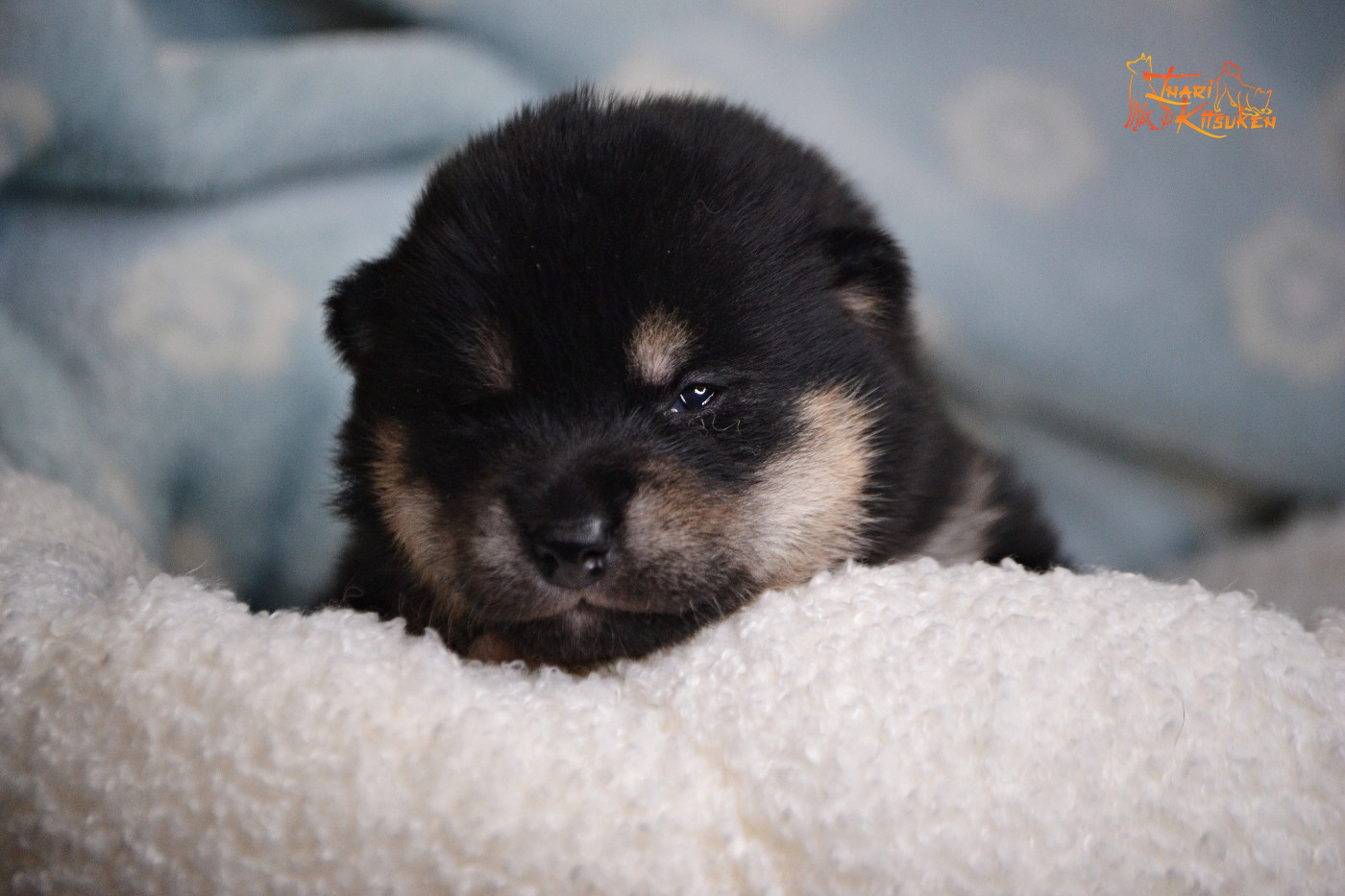 Go Inari Kitsuken - Chiots disponibles - Shiba