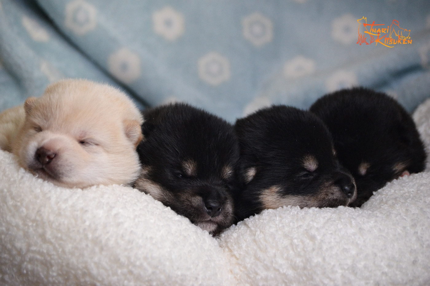 Chiot Shiba Go Inari Kitsuken