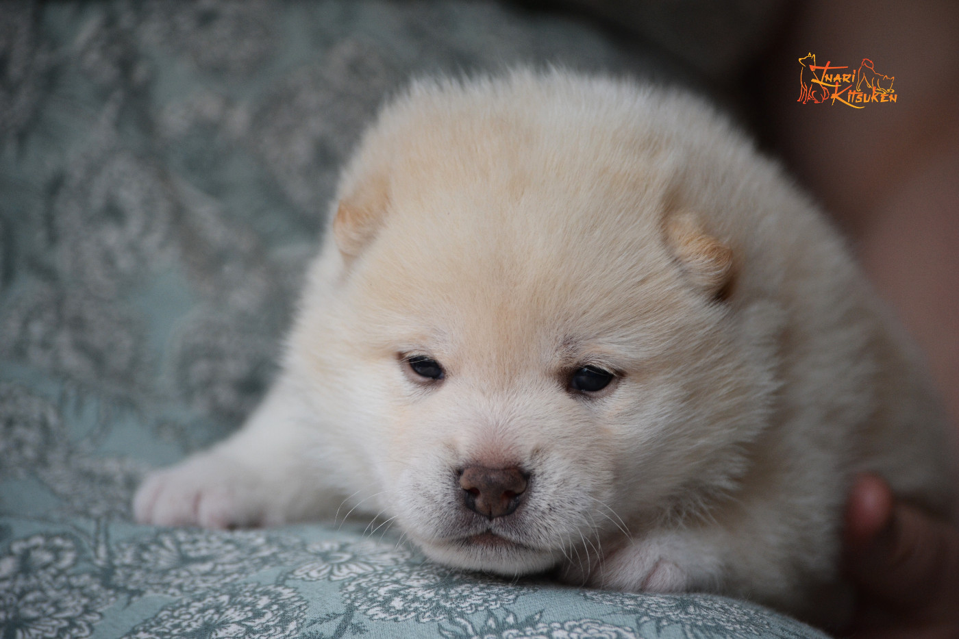 Go Inari Kitsuken - Chiots disponibles - Shiba