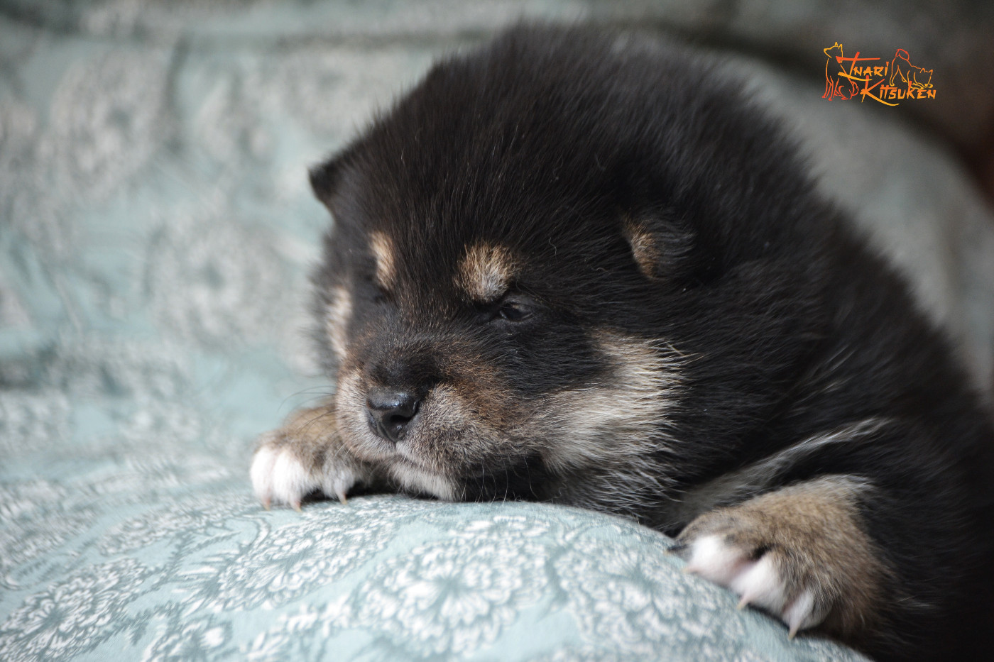 Go Inari Kitsuken - Chiots disponibles - Shiba