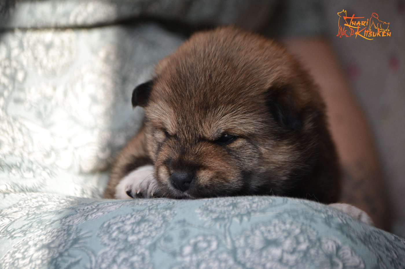 Go Inari Kitsuken - Chiots disponibles - Shiba