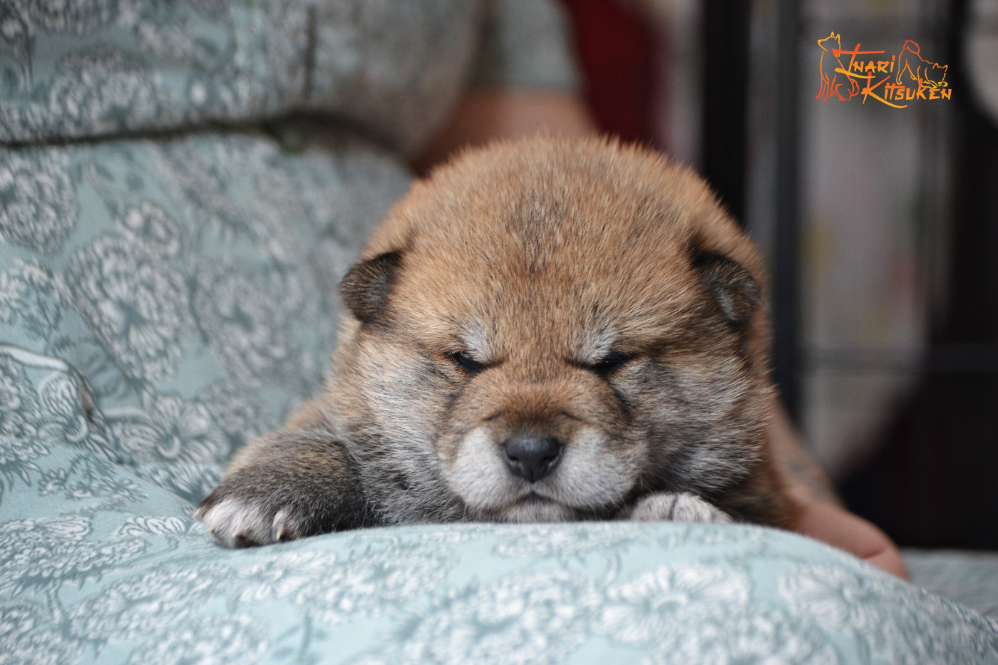 Go Inari Kitsuken - Chiots disponibles - Shiba