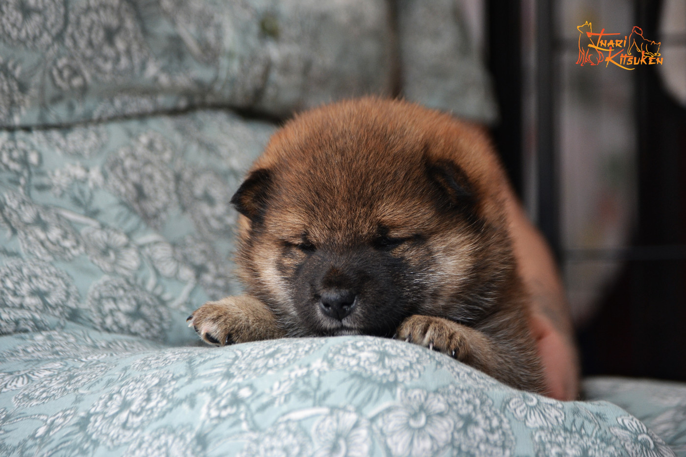 Go Inari Kitsuken - Chiots disponibles - Shiba