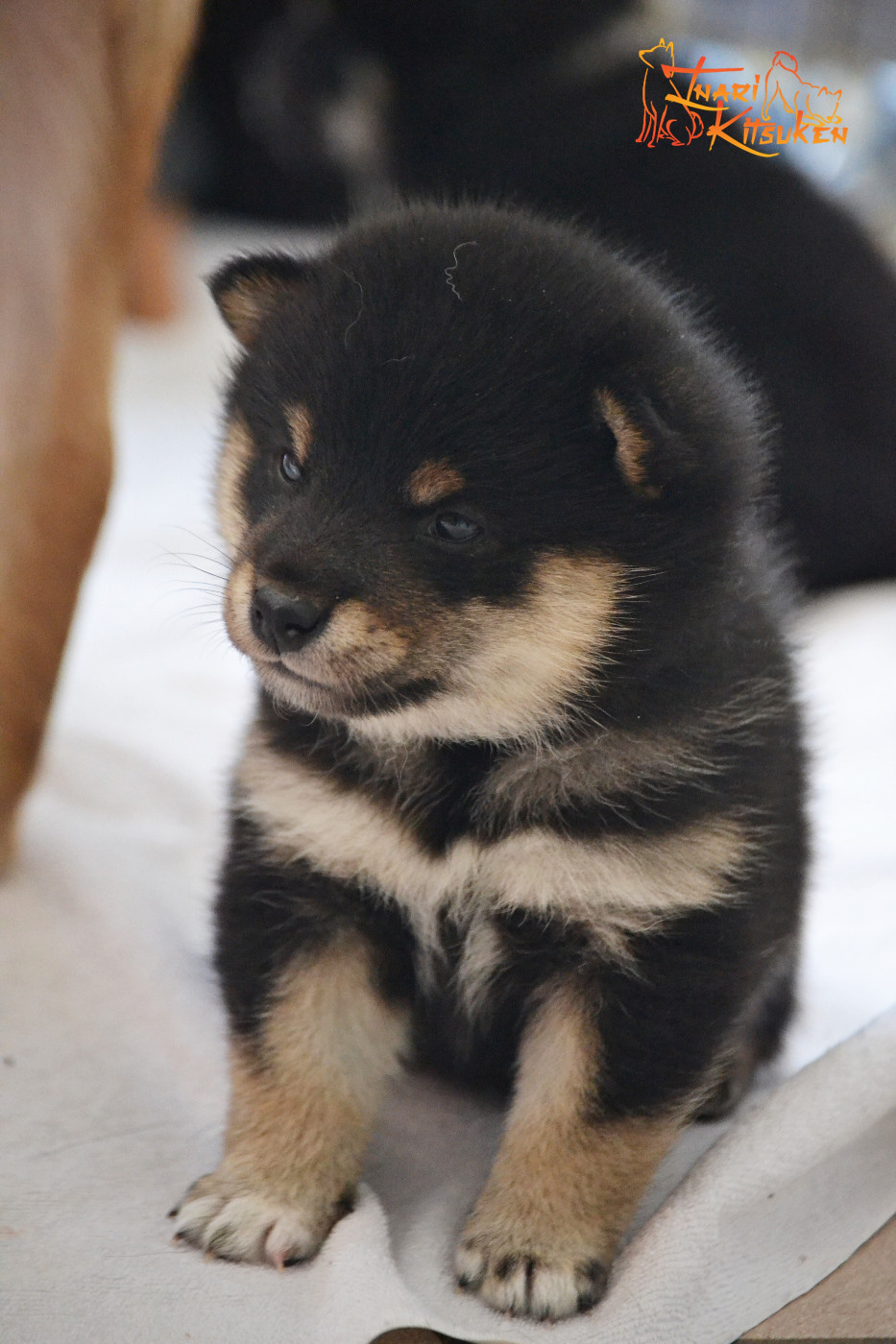 Go Inari Kitsuken - Chiots disponibles - Shiba