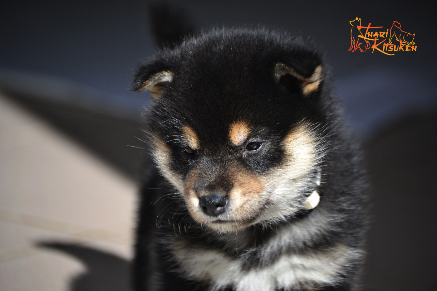 Go Inari Kitsuken - Chiots disponibles - Shiba