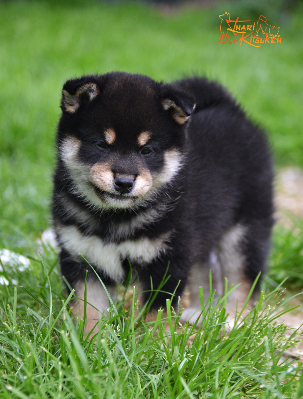 Go Inari Kitsuken - Chiots disponibles - Shiba