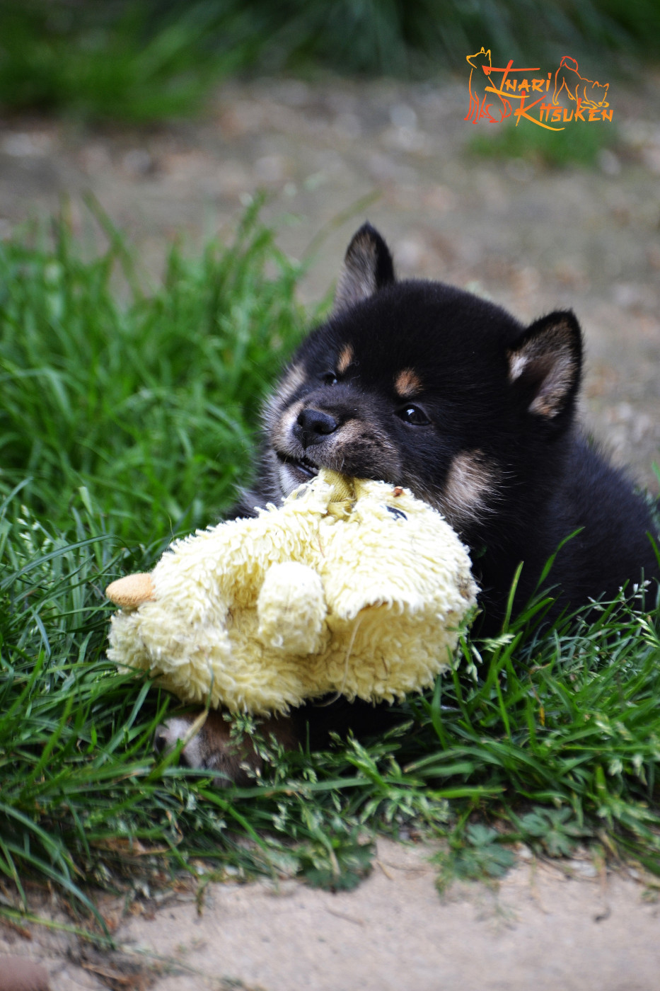 Go Inari Kitsuken - Chiots disponibles - Shiba