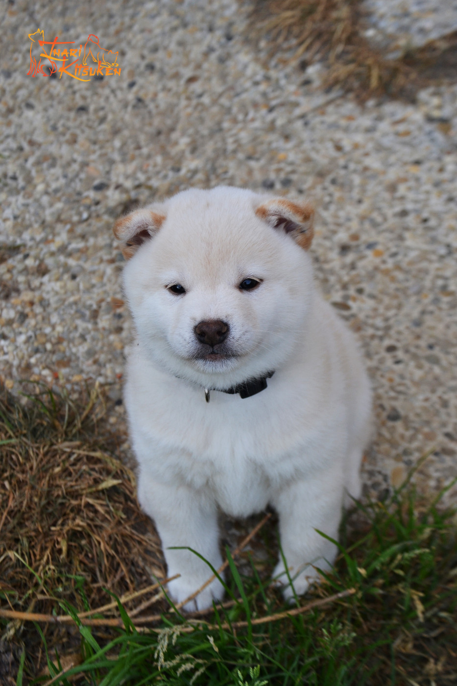 Go Inari Kitsuken - Chiots disponibles - Shiba
