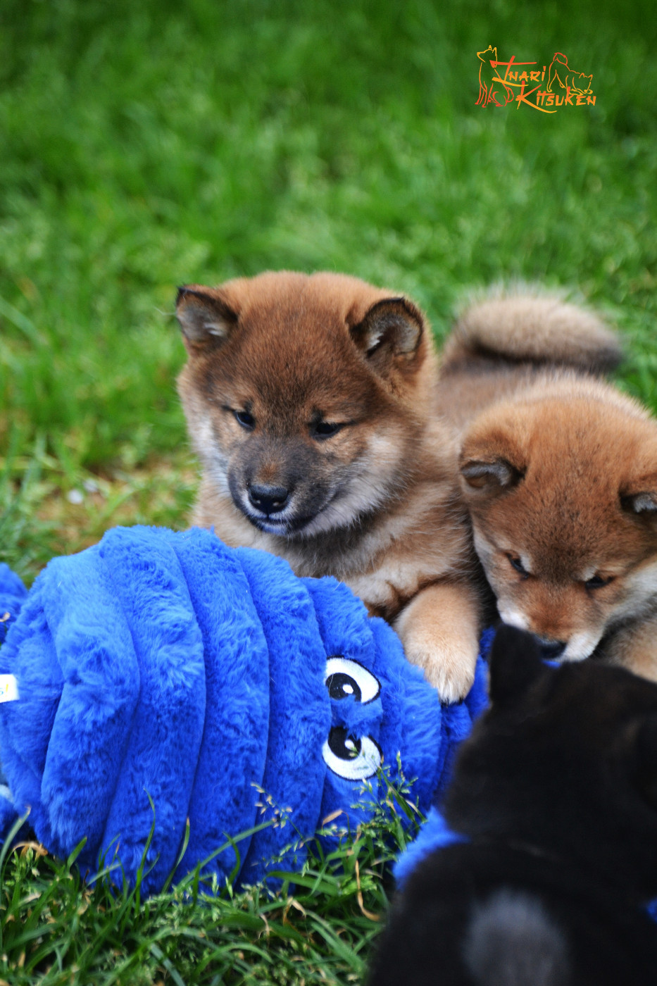 Go Inari Kitsuken - Chiots disponibles - Shiba