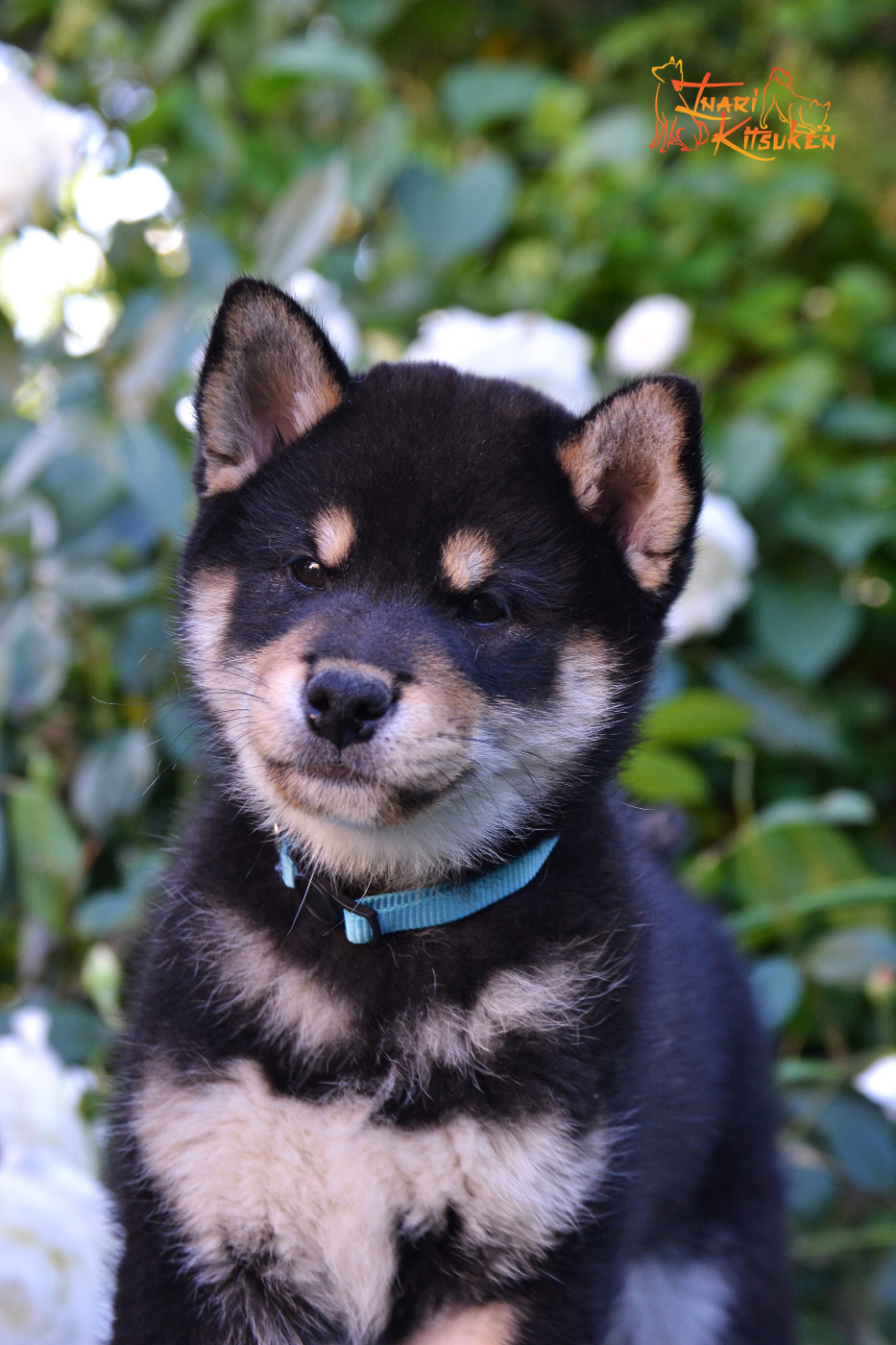 Go Inari Kitsuken - Chiots disponibles - Shiba
