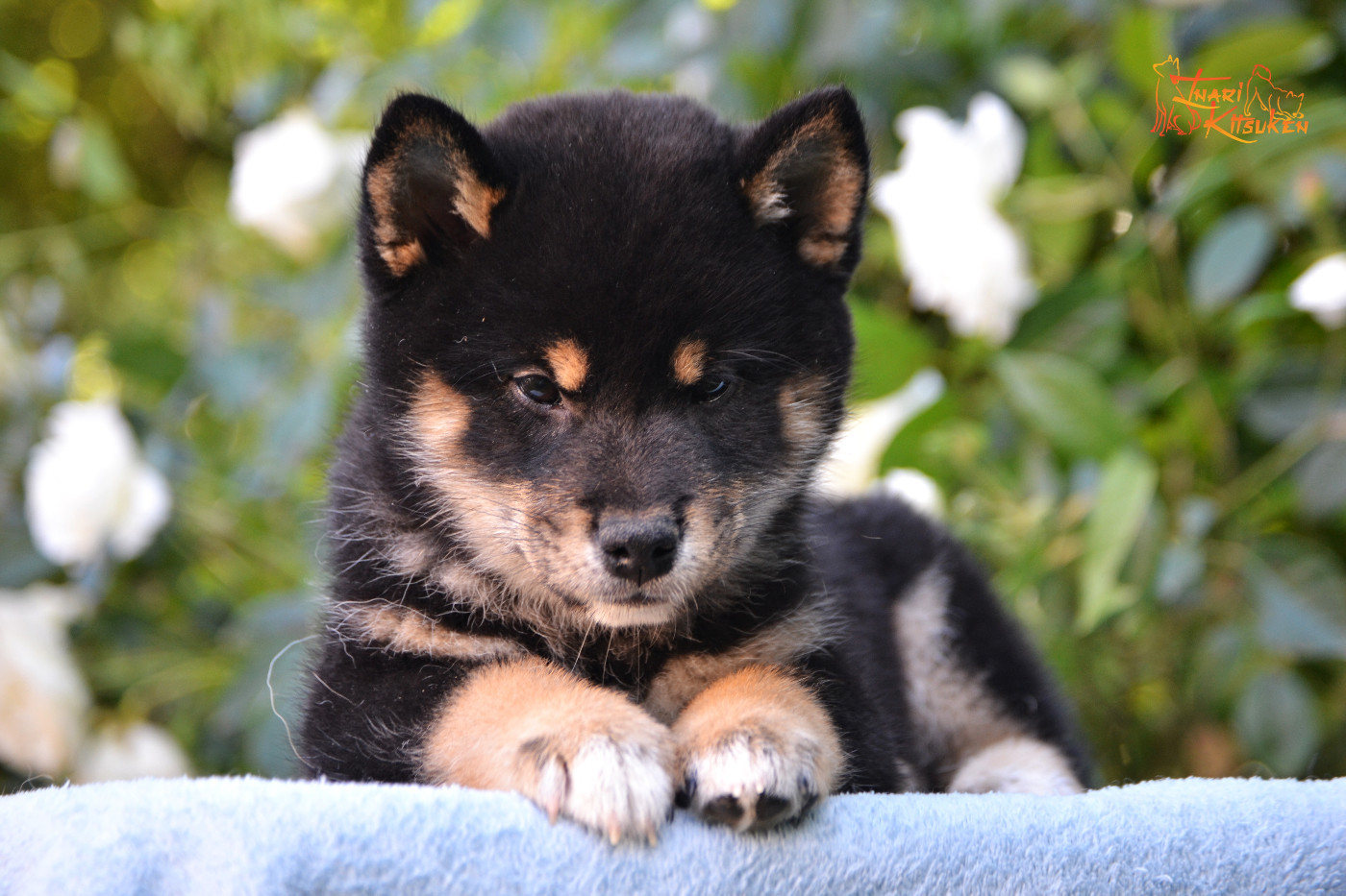 Go Inari Kitsuken - Chiots disponibles - Shiba