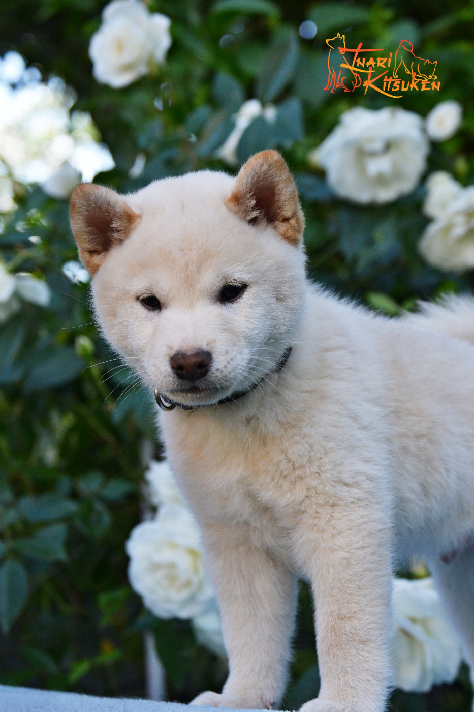 Go Inari Kitsuken - Chiots disponibles - Shiba