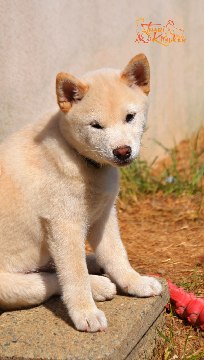 Go Inari Kitsuken - Chiots disponibles - Shiba