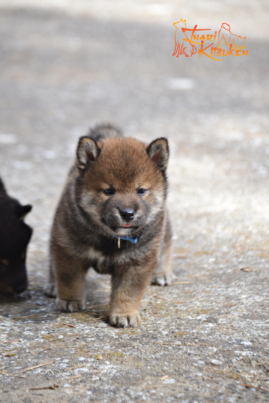 Go Inari Kitsuken - Chiots disponibles - Shiba