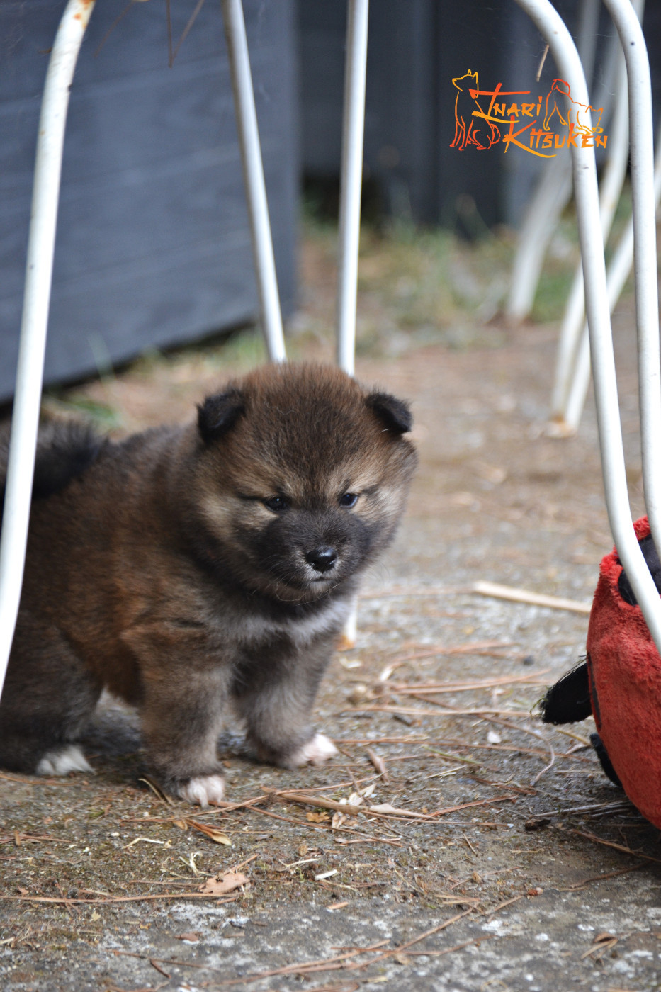 Go Inari Kitsuken - Chiots disponibles - Shiba