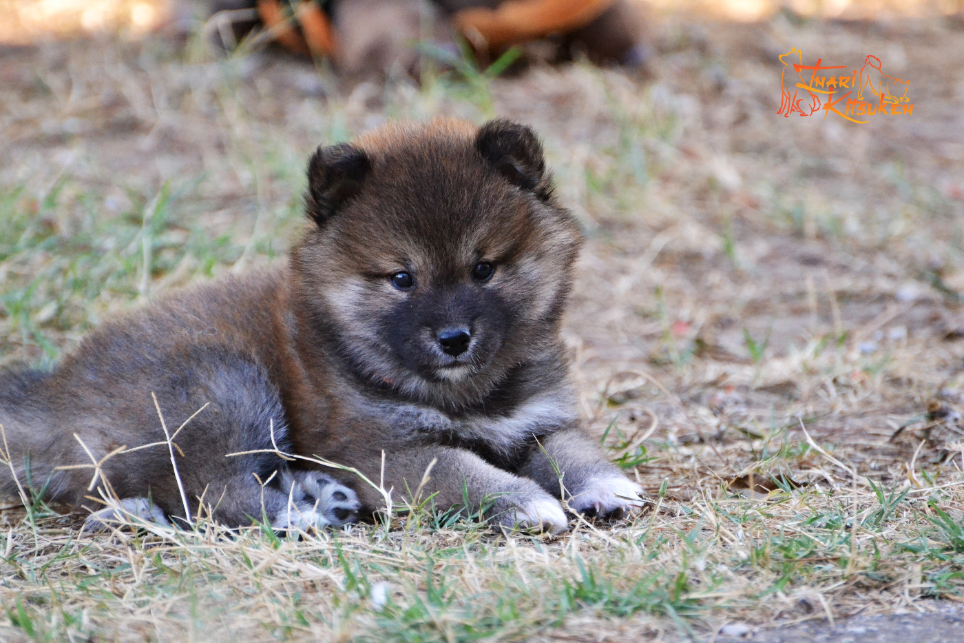 Go Inari Kitsuken - Chiots disponibles - Shiba