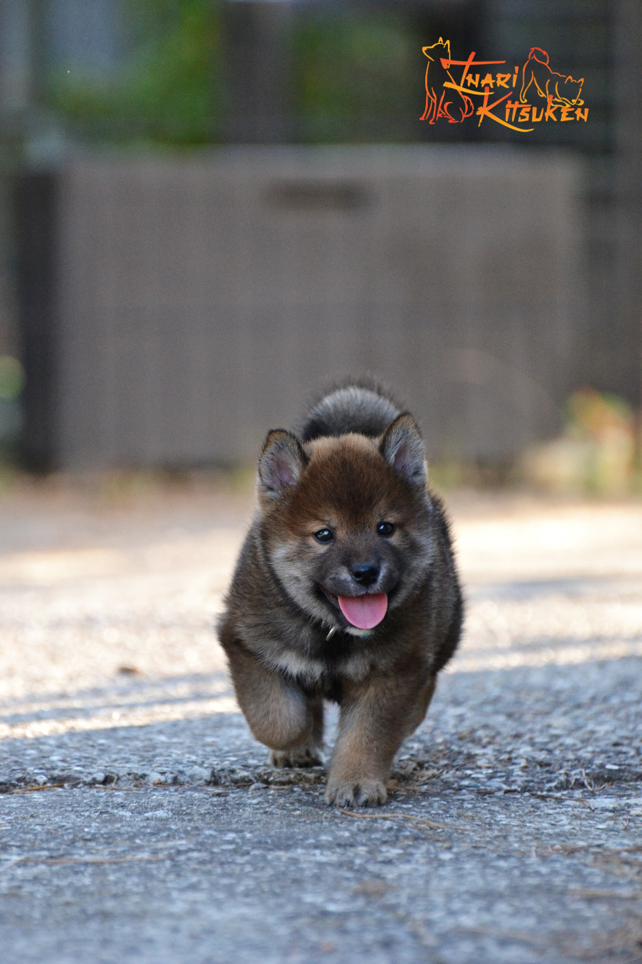 Go Inari Kitsuken - Chiots disponibles - Shiba