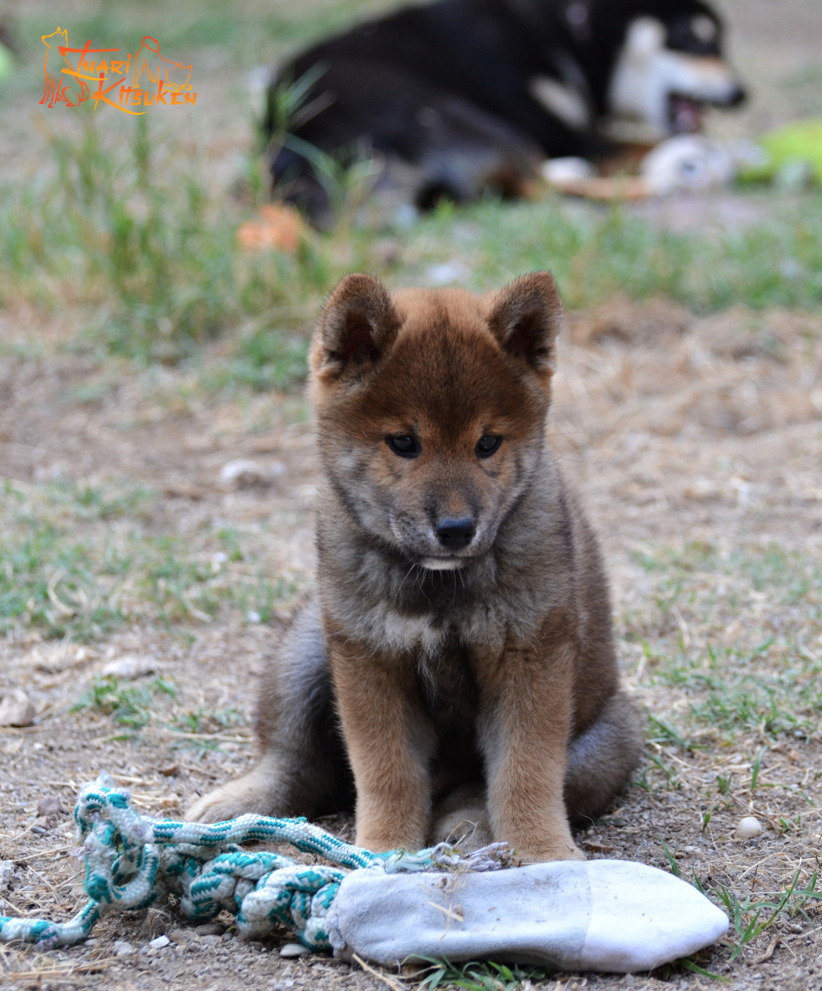 Go Inari Kitsuken - Chiots disponibles - Shiba