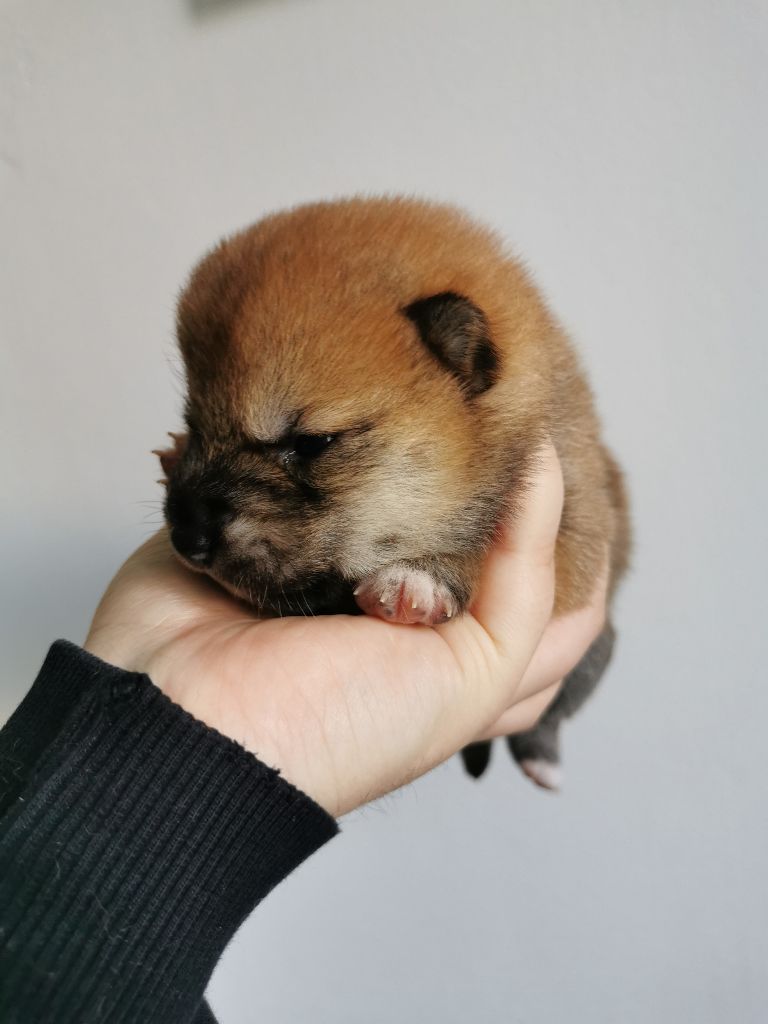 Go Inari Kitsuken - Shiba - Portée née le 17/02/2020