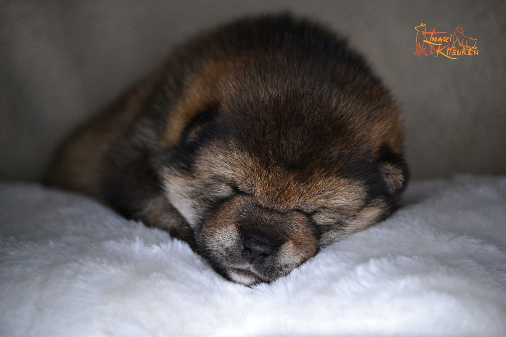 Go Inari Kitsuken - Chiots disponibles - Shiba