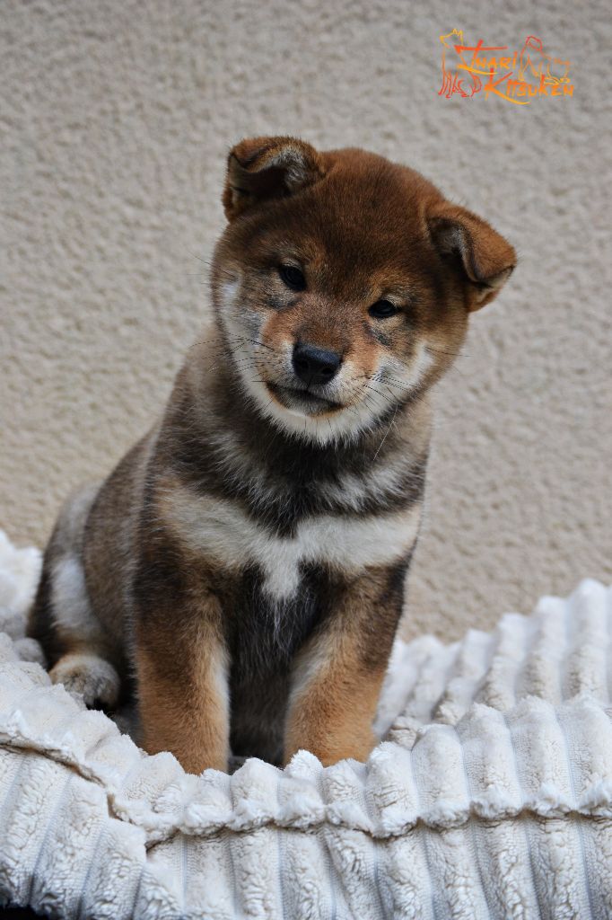 Go Inari Kitsuken - Chiots disponibles - Shiba