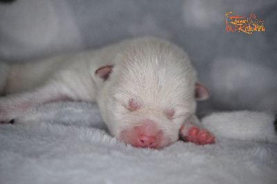 CHIOT 3