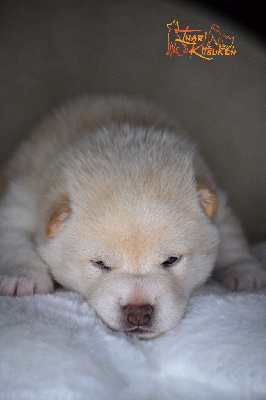 CHIOT