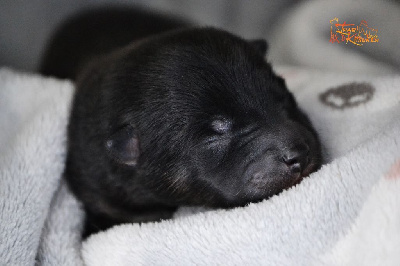 CHIOT 1