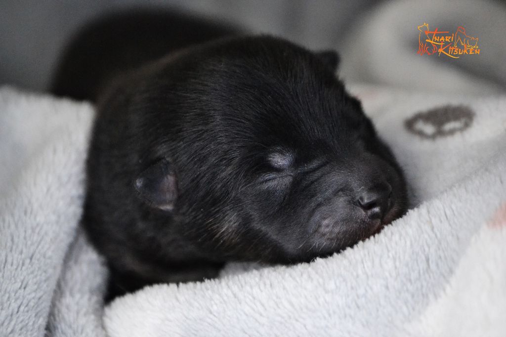 Go Inari Kitsuken - Chiots disponibles - Shiba